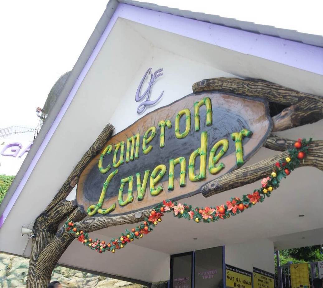 27 Unique Places To Visit in Cameron Highlands Women Wandering Beyond