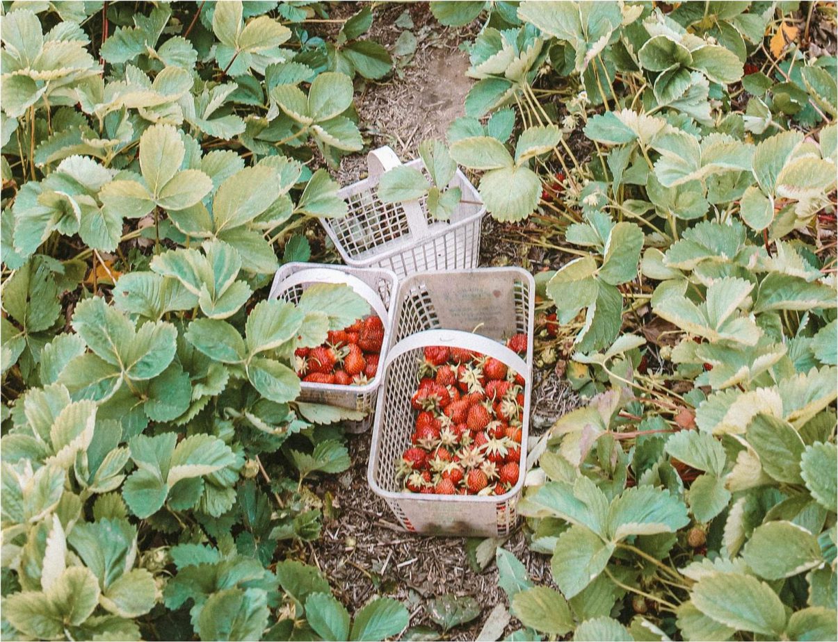 The Ultimate Guide to Fruit Picking Jobs in Queensland