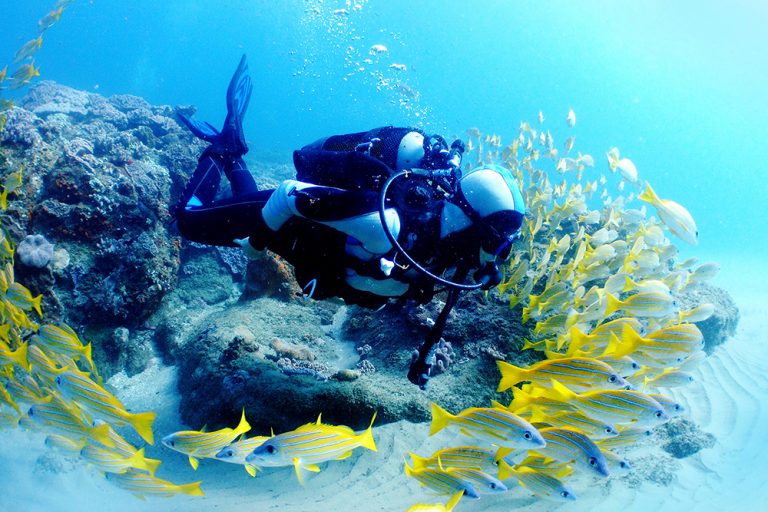 Best Scuba Diving In Key West For 2023