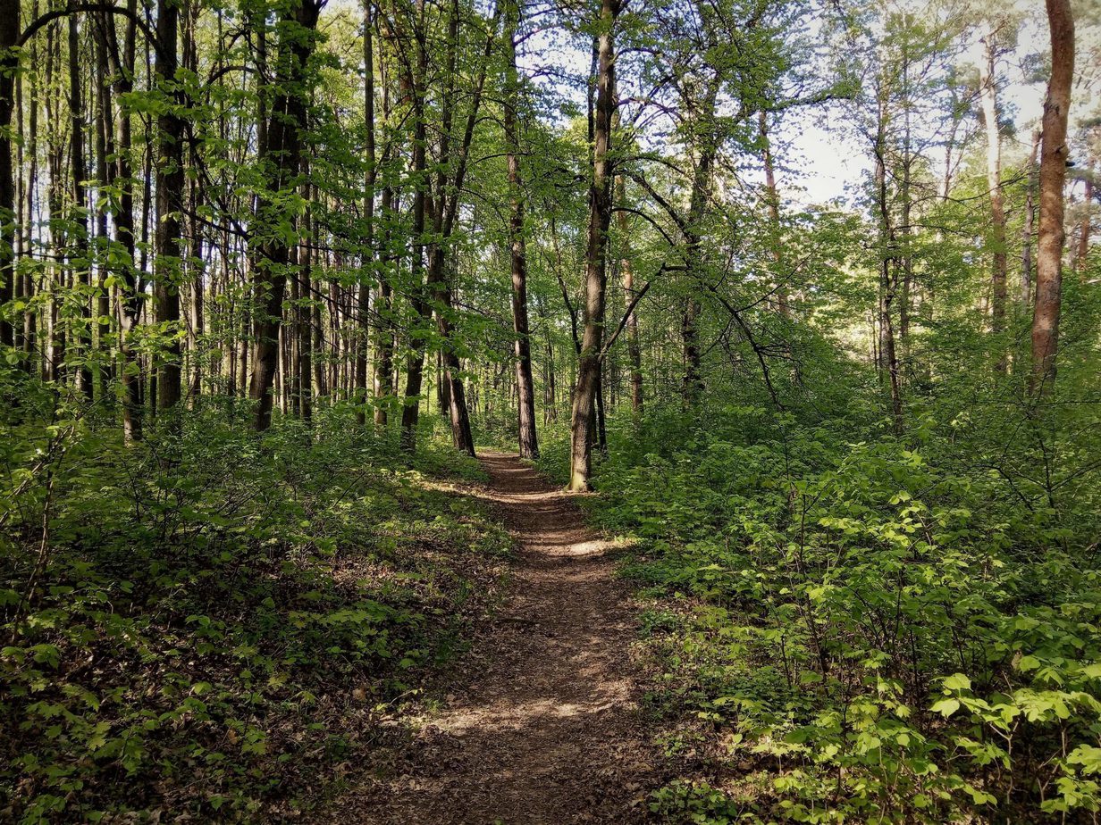 18 Hiking In Birmingham Alabama Trails You Should Try! WWB