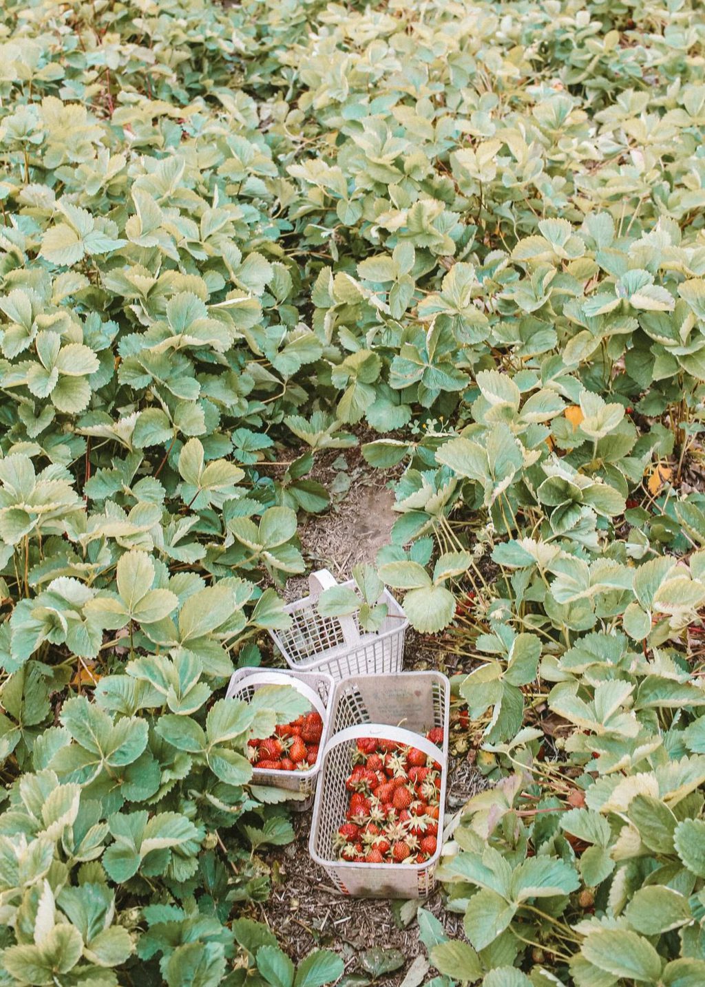 Best Countries For Fruit Picking Jobs
