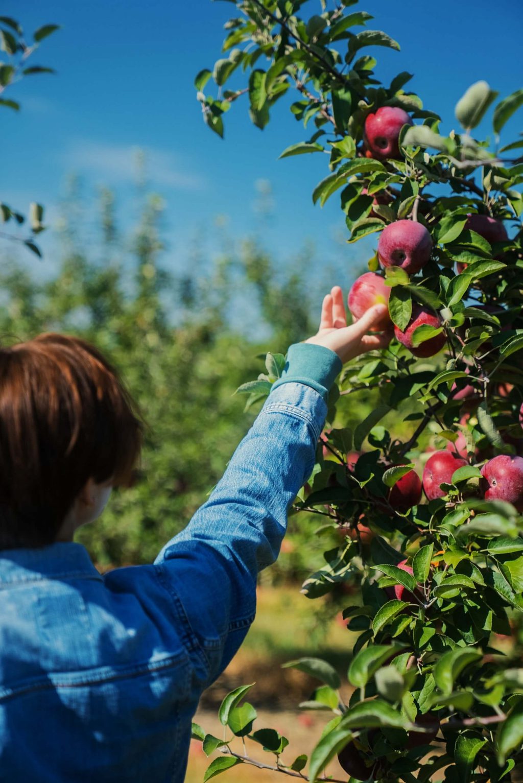 Best Countries For Fruit Picking Jobs