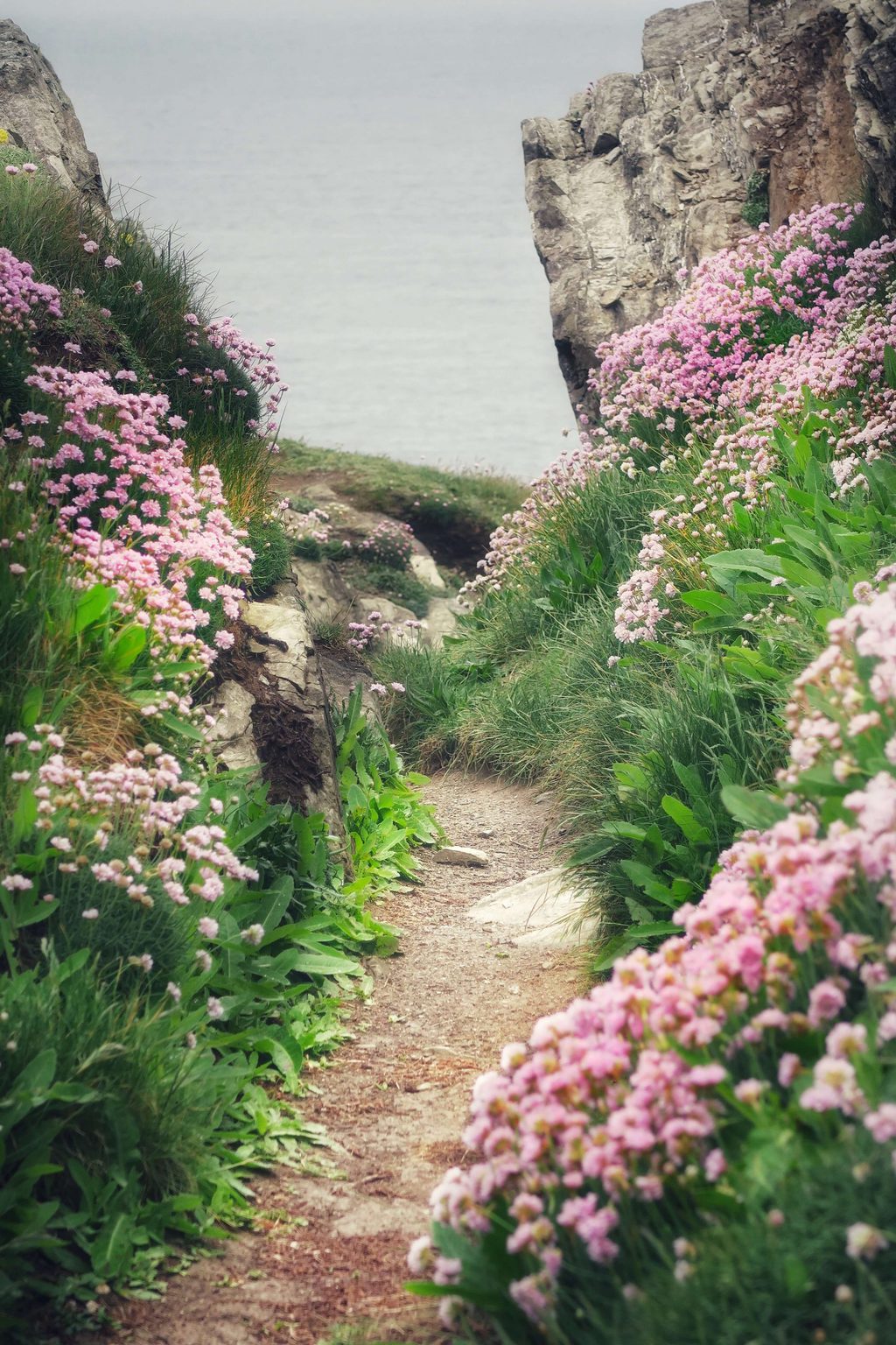 21 Best Dog Walks in Cornwall to Explore and Venture