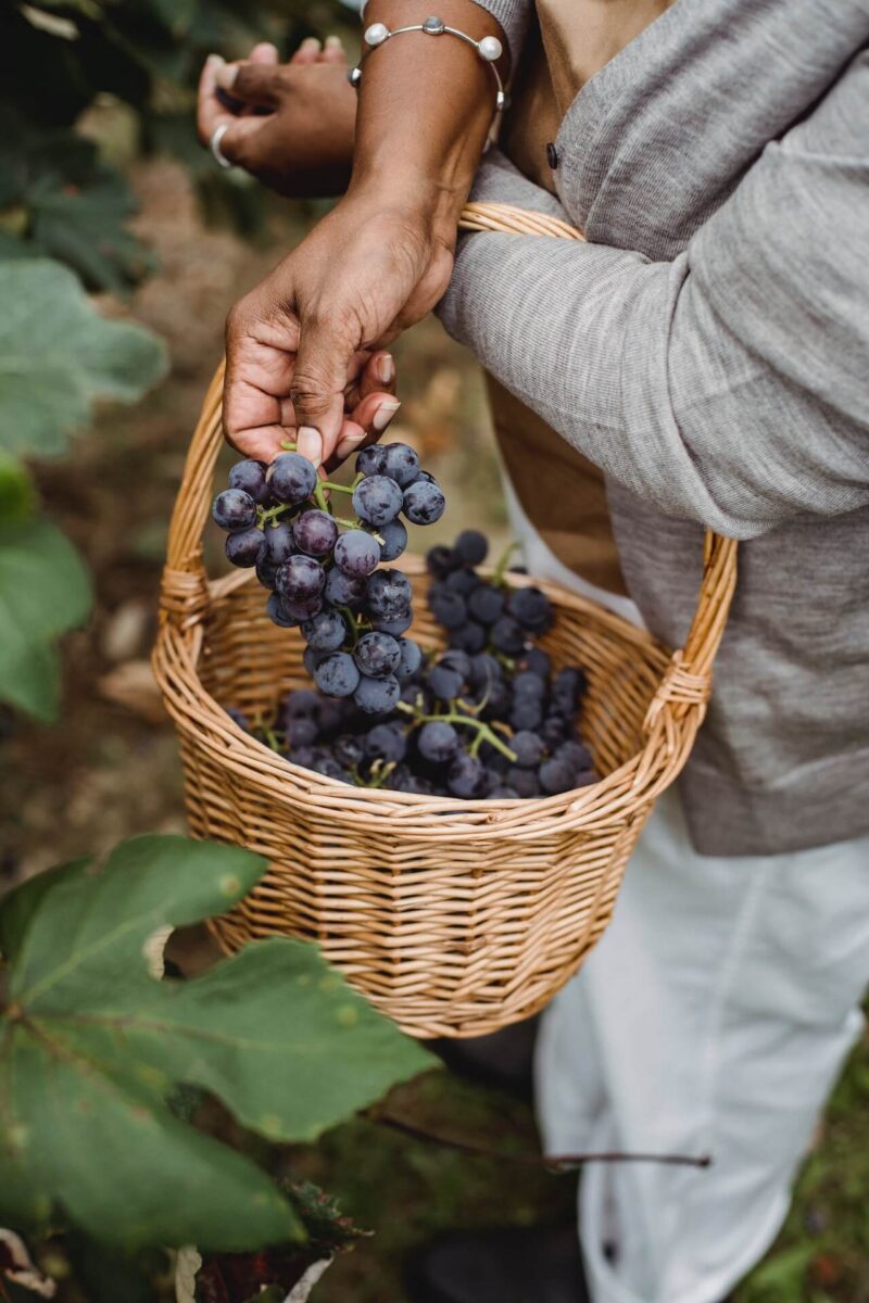 Grape Picking Jobs In France Personal Experience in 2023!