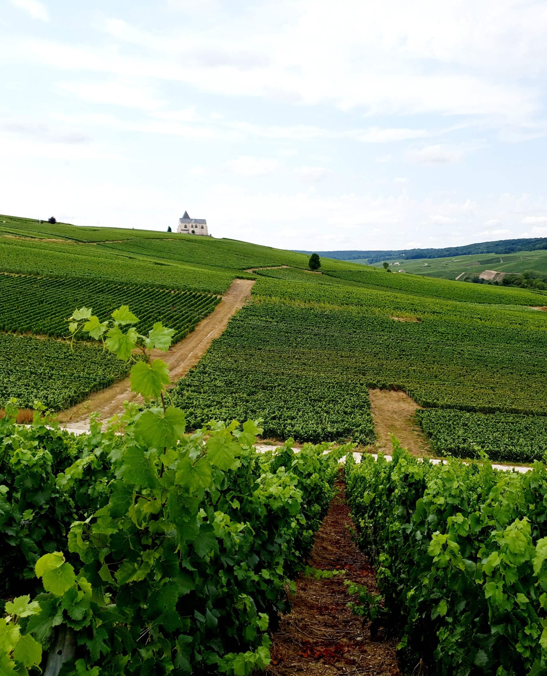 Grape Picking Jobs In France Personal Experience in 2023!
